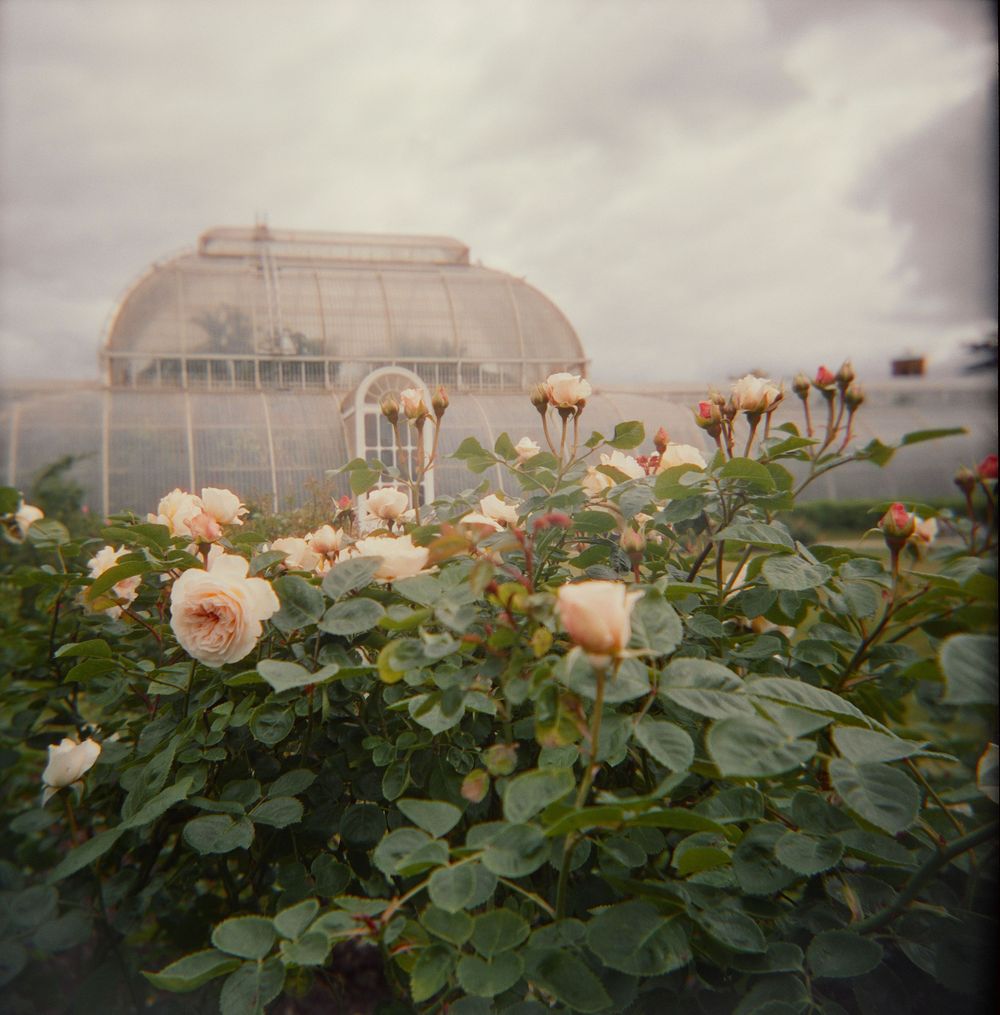Pale peach roses blooming in foreground with a Victorian glass greenhouse structure visible in the misty background.
