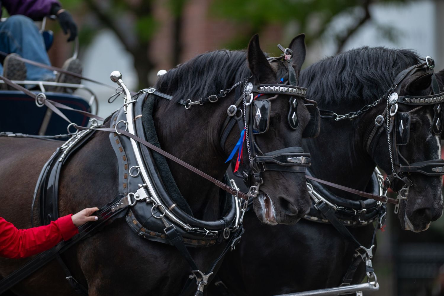 Close-up of draft horses in black leather harnesses and bridles.