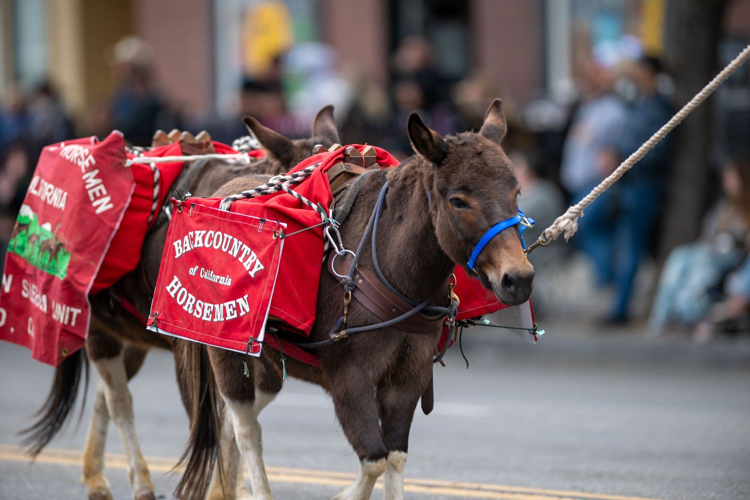 Donkey wearing red Budweiser branded gear in a parade procession.