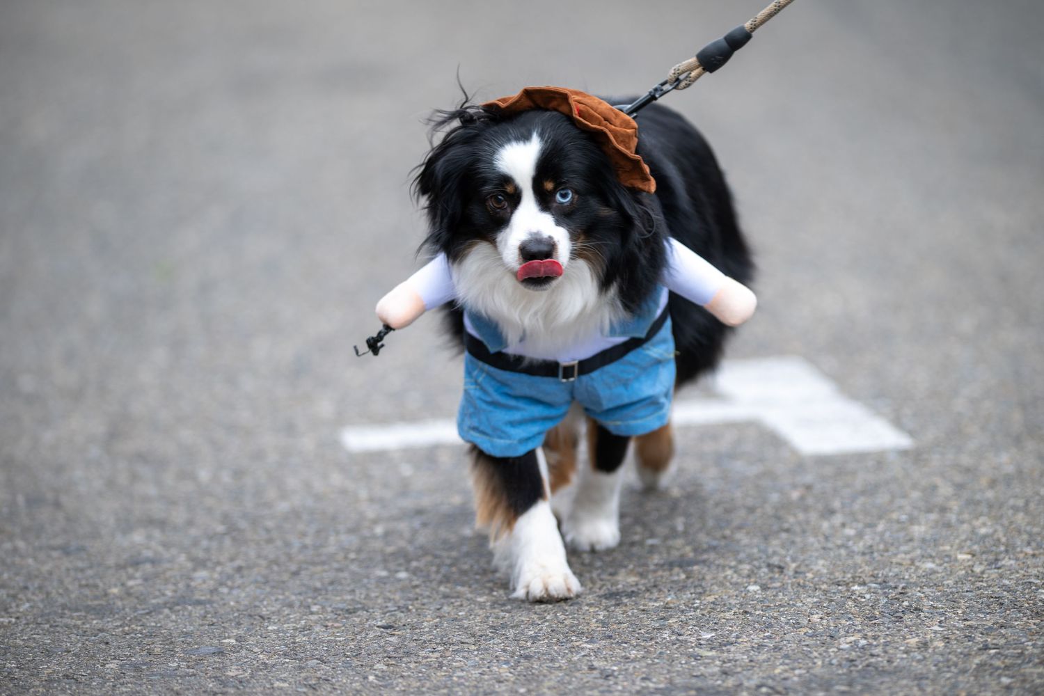 A Border Collie wearing a blue outfit runs enthusiastically during an event.