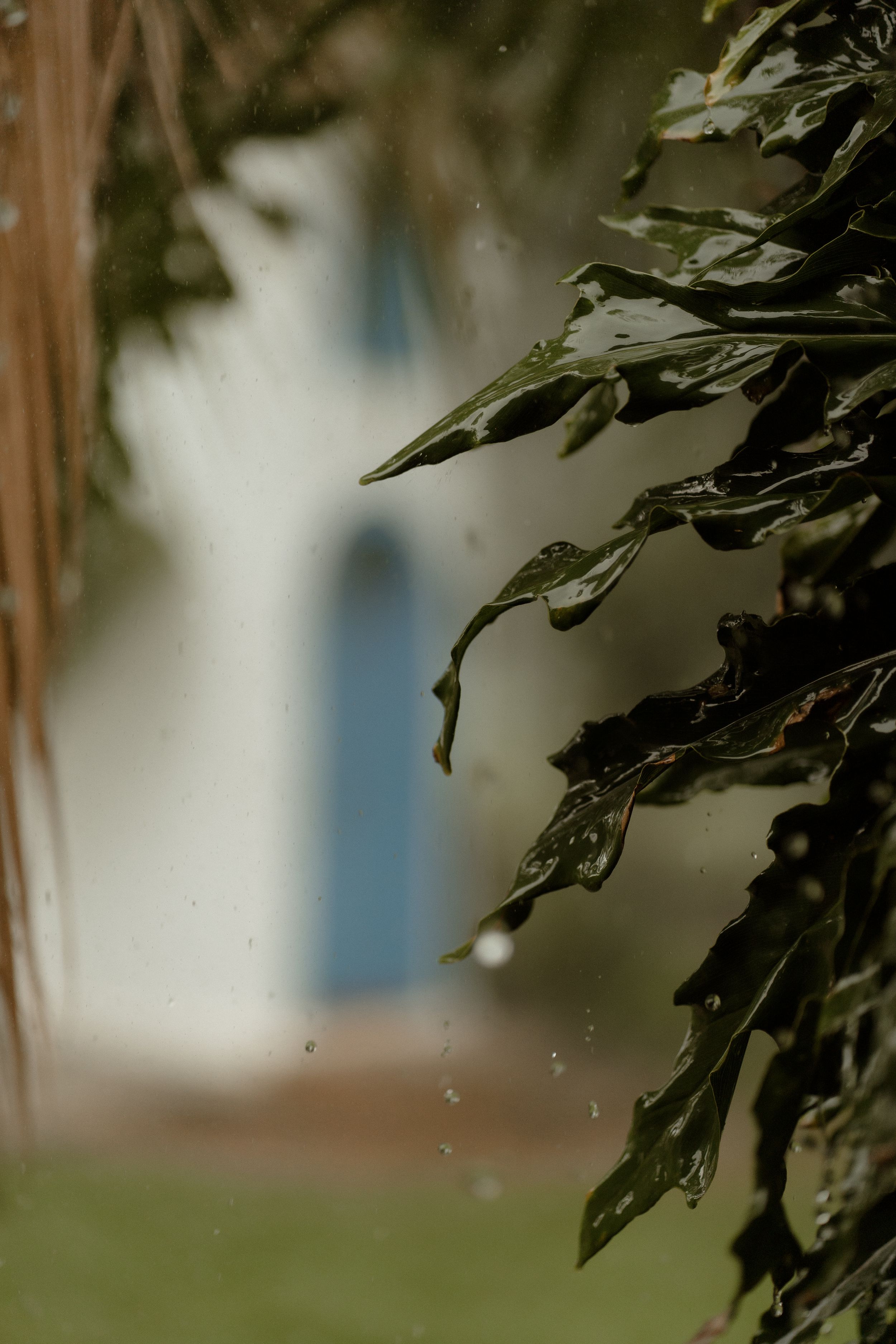 Rain droplets on green leaves create a bokeh effect in nature.