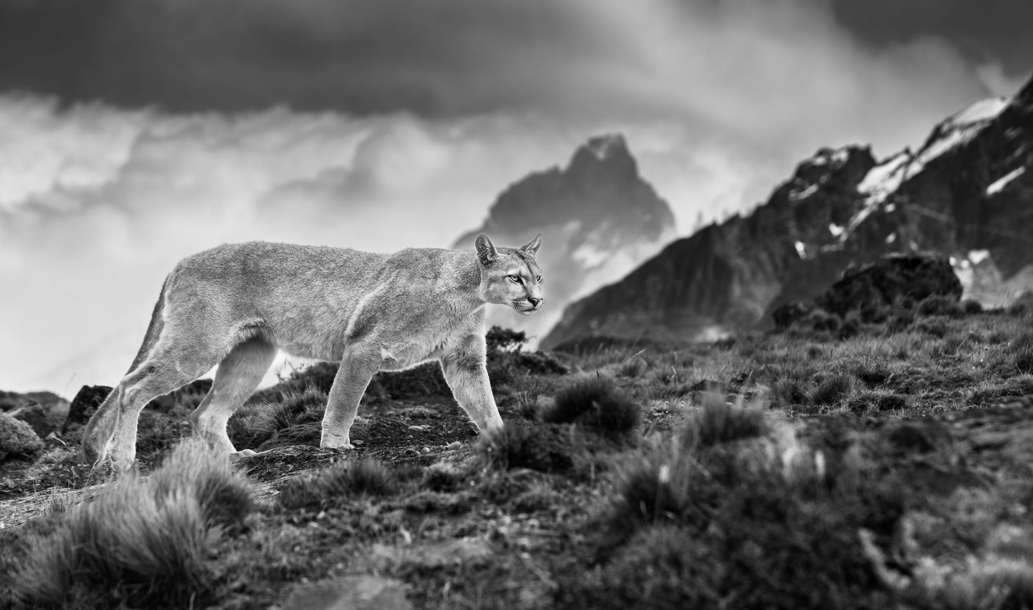 Puma in Torres Del Paine national Park, Chile