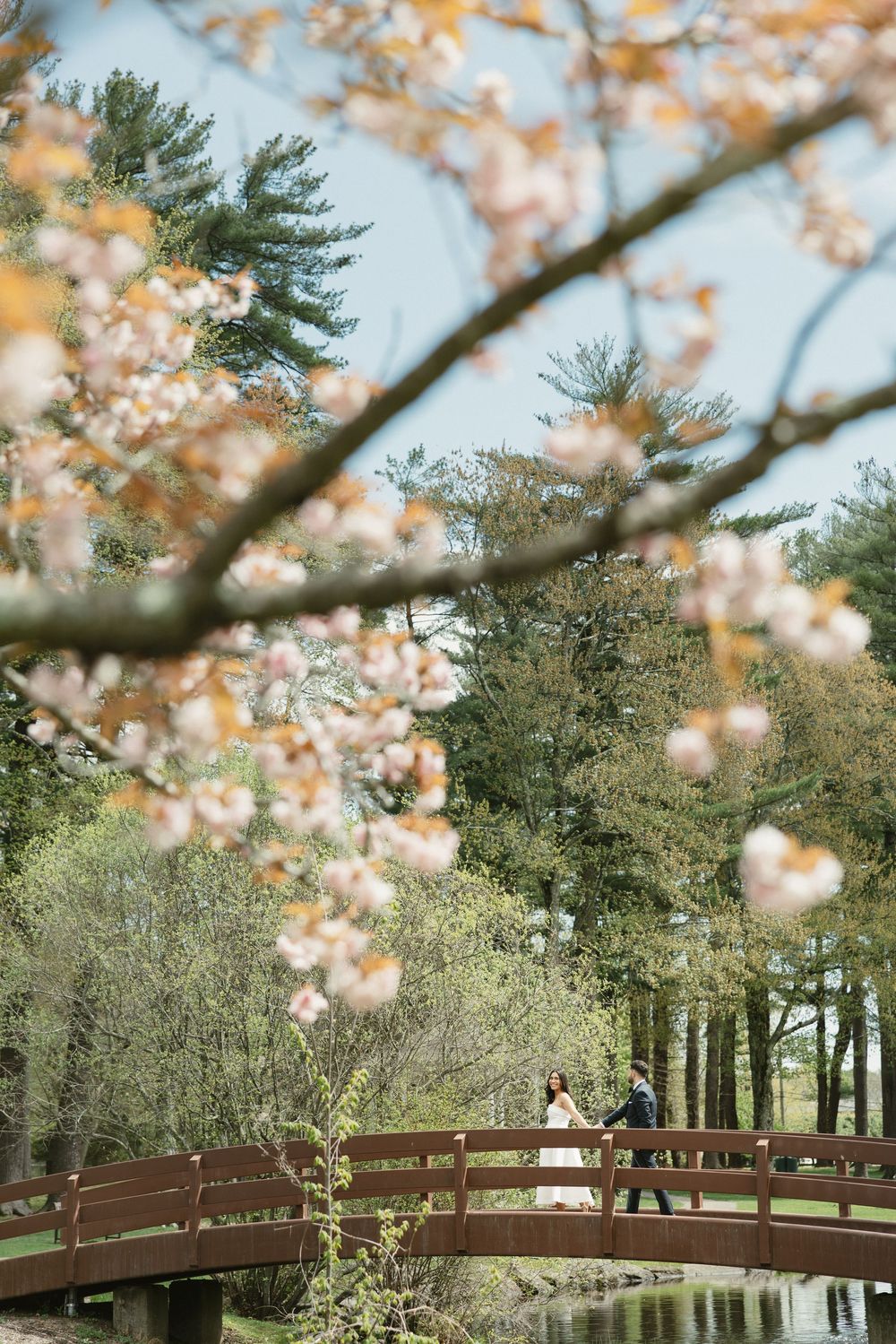 Couple walks on a wooden arched bridge surrounded by blooming cherry blossoms and lush green trees in spring.