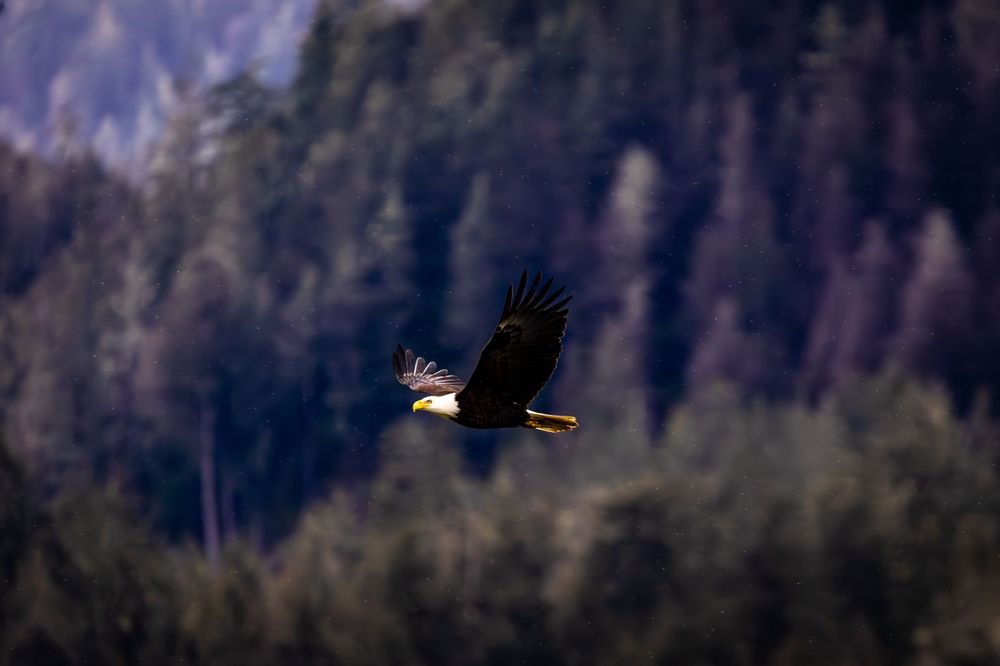 Bald eagle soars majestically through the air with mountain forest backdrop.
