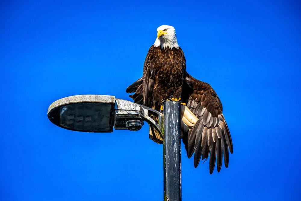 Bald eagle perched on street lamp against bright blue sky with wings spread.