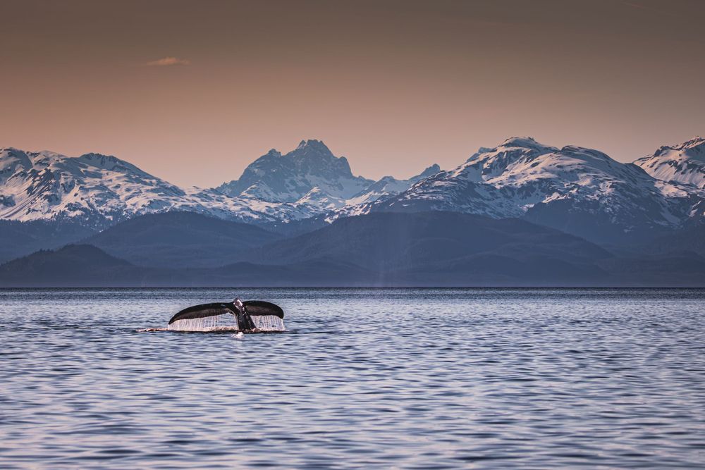 Whale tail emerges from water with snow-capped mountain range in background at sunset.