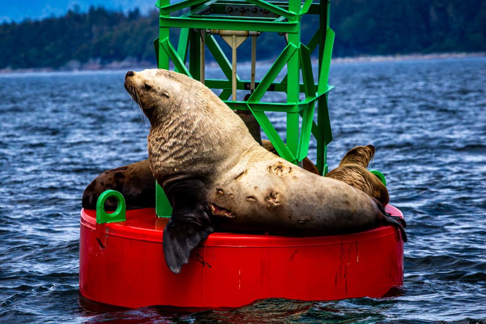 Sea lion lounging on a red and green navigation buoy in the ocean.