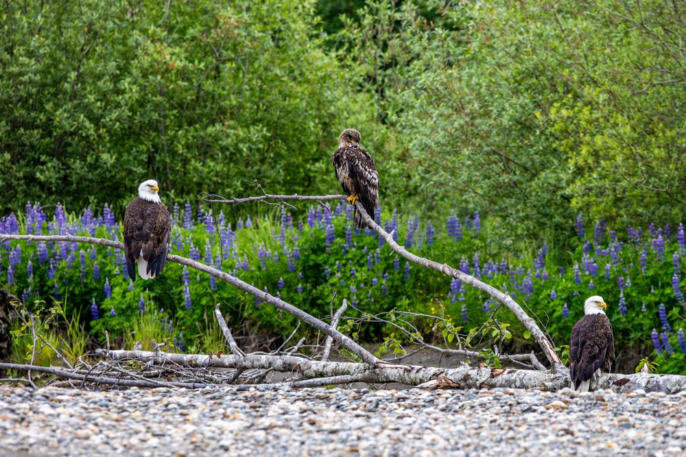 Three bald eagles perched on driftwood logs among purple lupine flowers.
