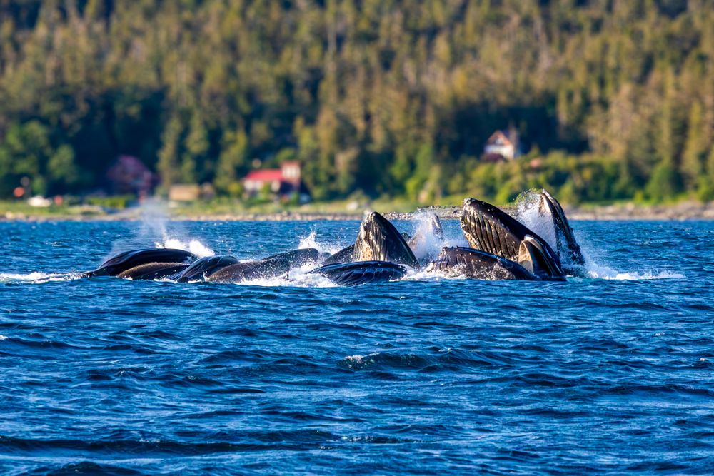 Group of humpback whales feeding at surface with mountains in background.