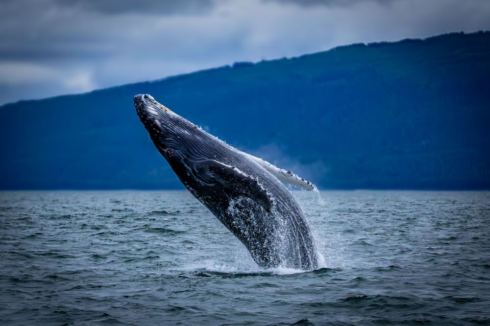 Humpback whale breaching with dramatic stormy sky background.