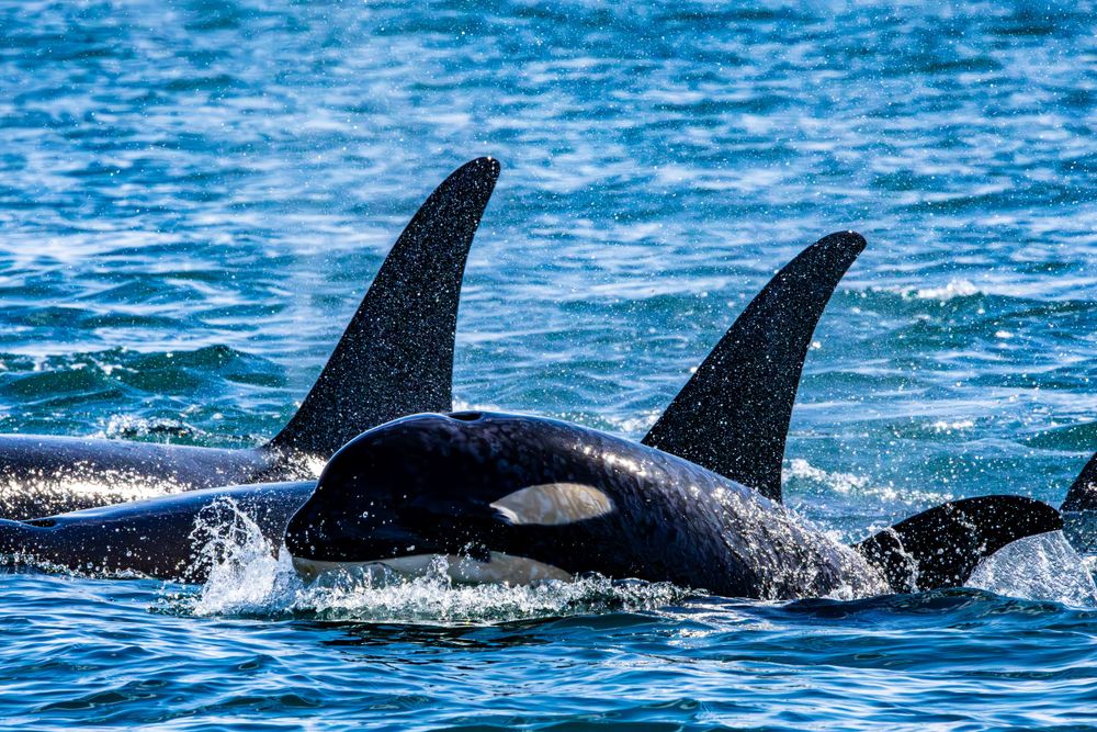 Group of Killer whales swimming in blue ocean waters with distinctive dorsal fins visible.