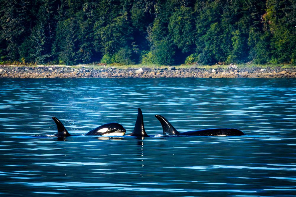 A pod of orca whales swimming with their distinctive dorsal fins visible above water.
