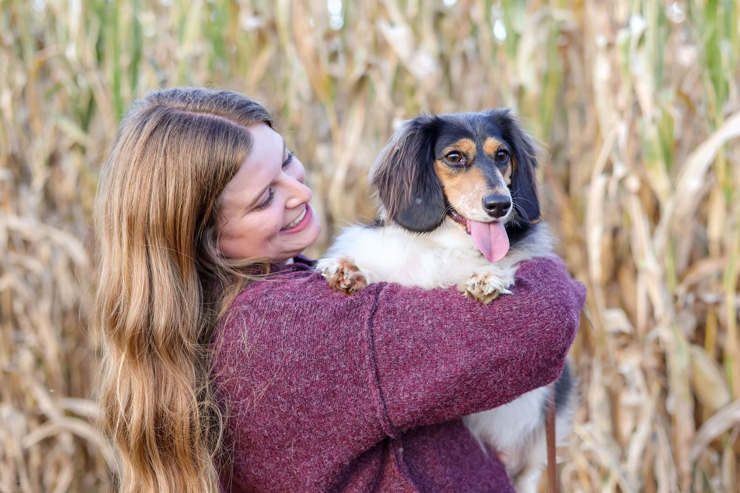 A tricolor beagle mix puppy sits in someone's arms against a backdrop of dried corn stalks in sunlight.