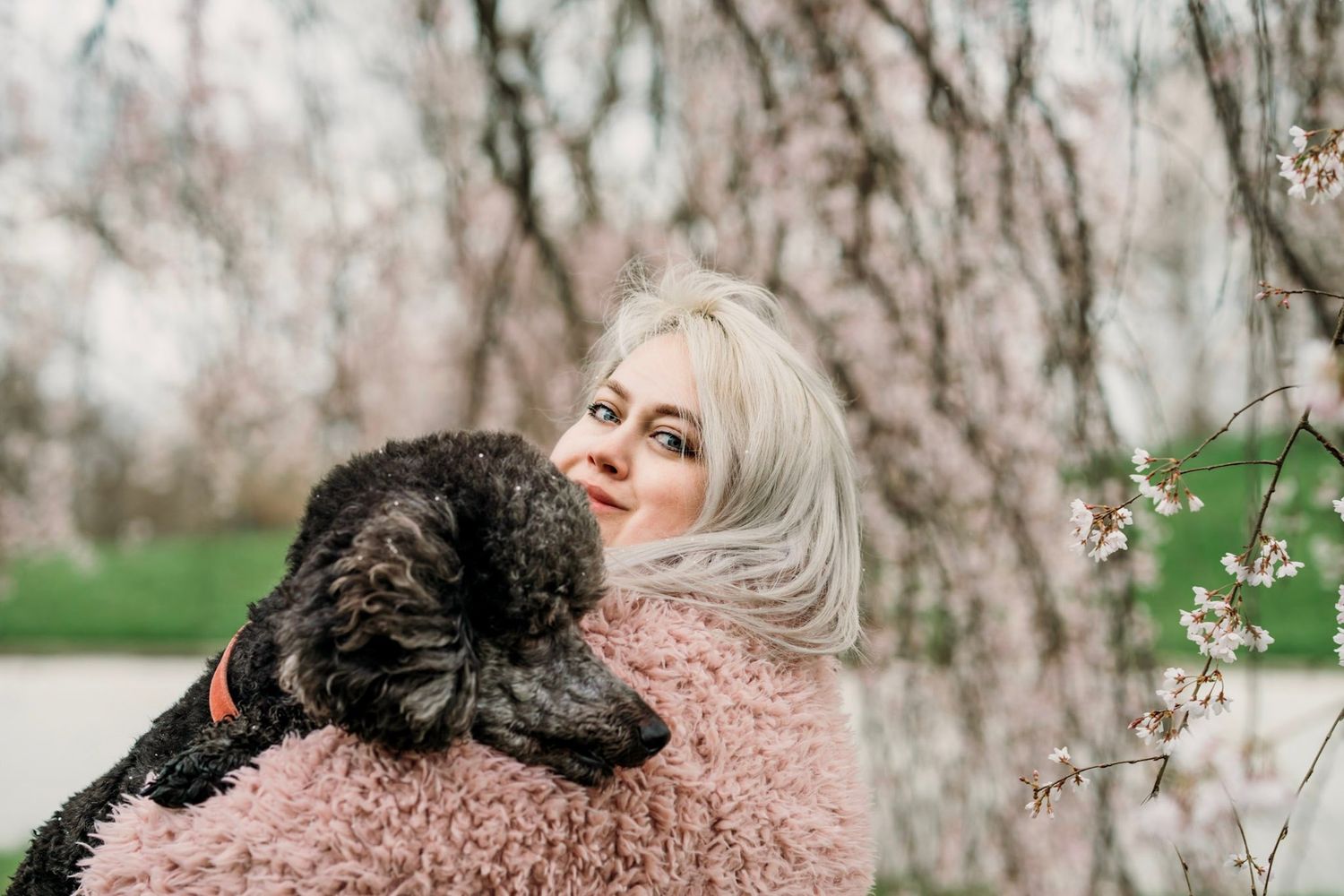 A woman embraces her poodle dog amid blooming spring cherry blossoms, with a pink fuzzy coat adding warmth to the outdoor scene.
