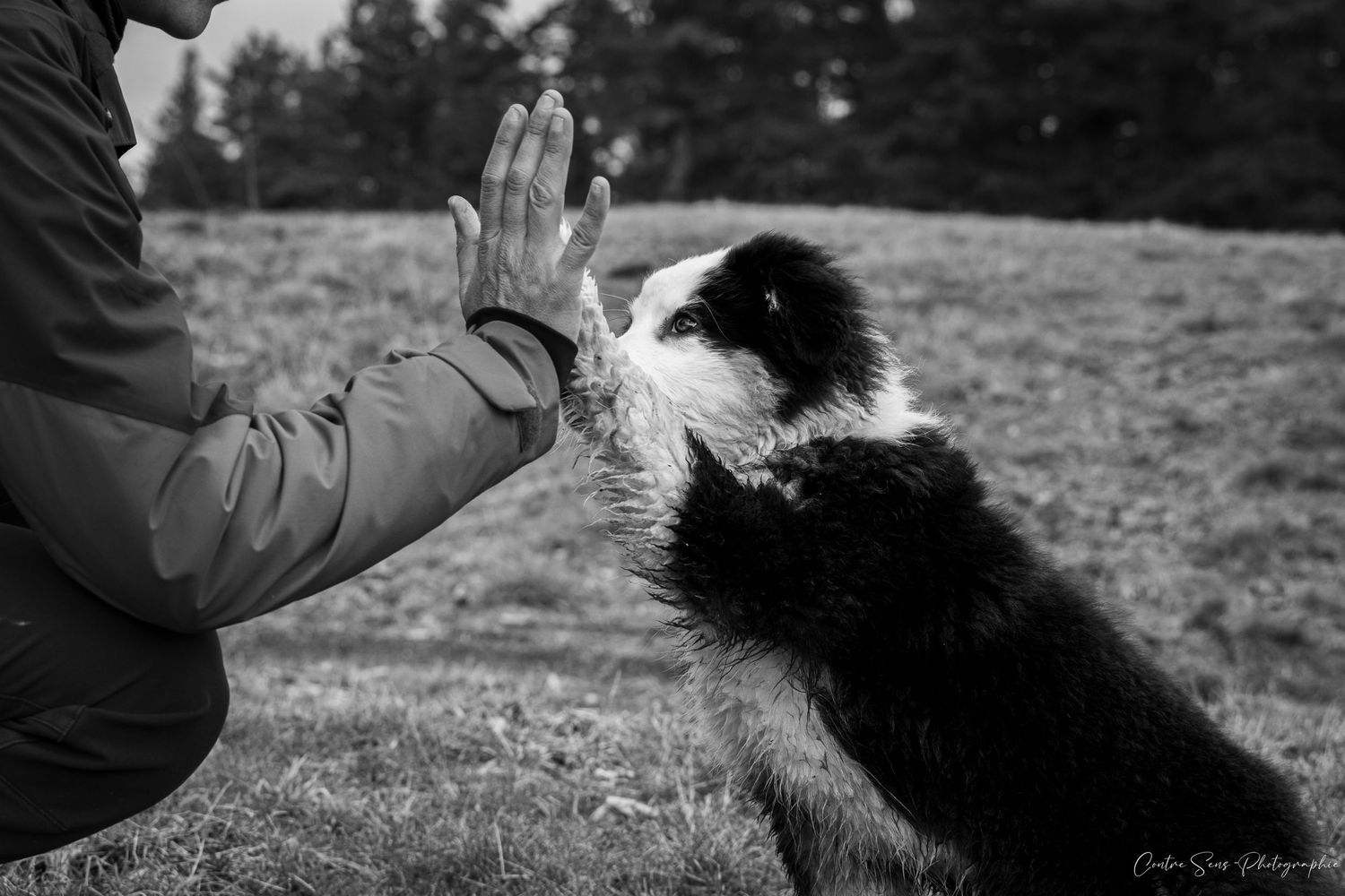 Chiot noir et blanc
