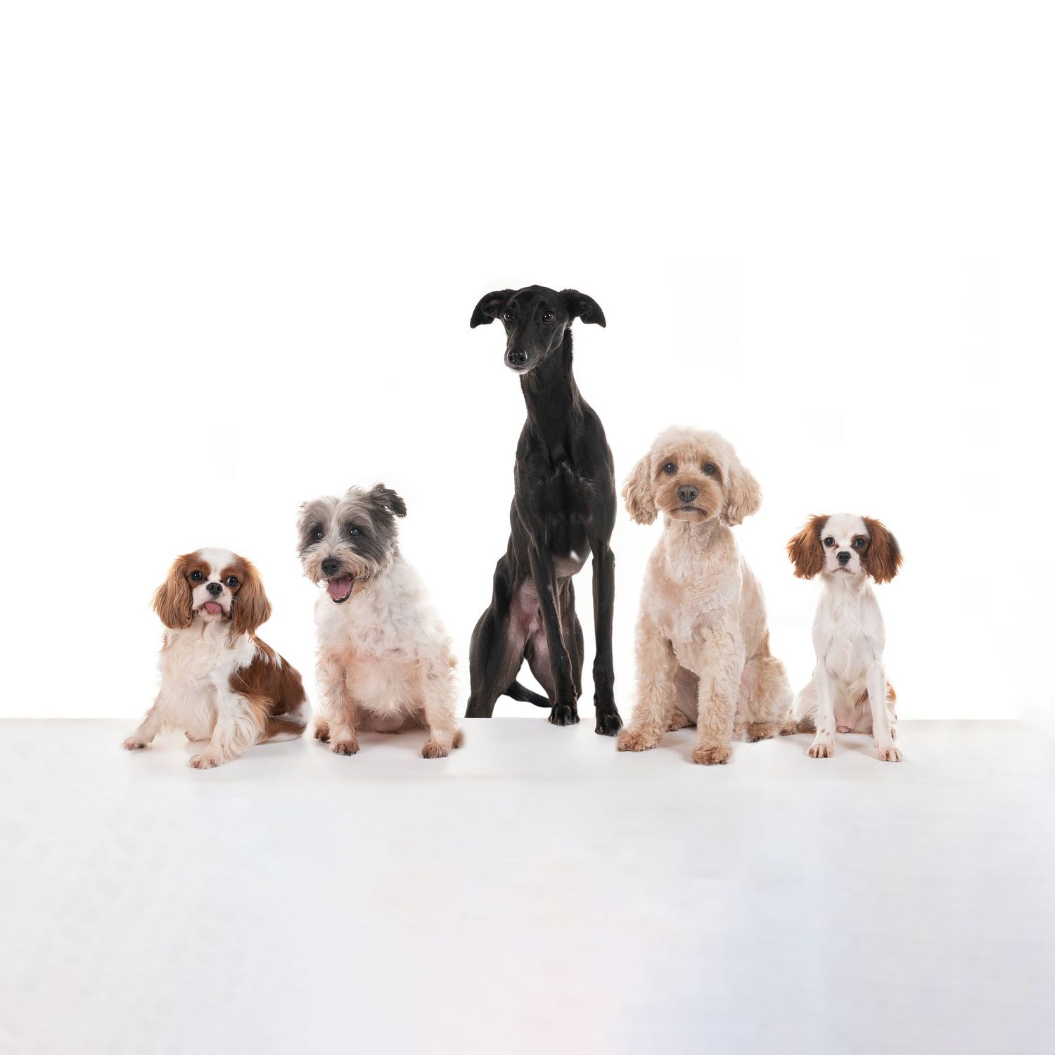 Five dogs of varying sizes and breeds sitting in a line against a white background.