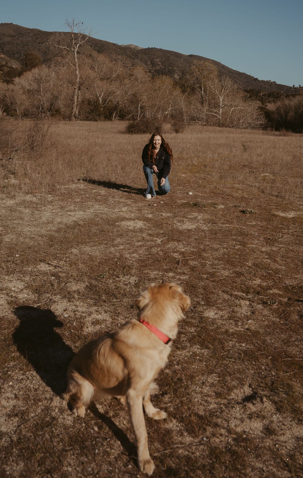 A dog with a red collar stands in a brown field with mountains and bare trees visible in the background.