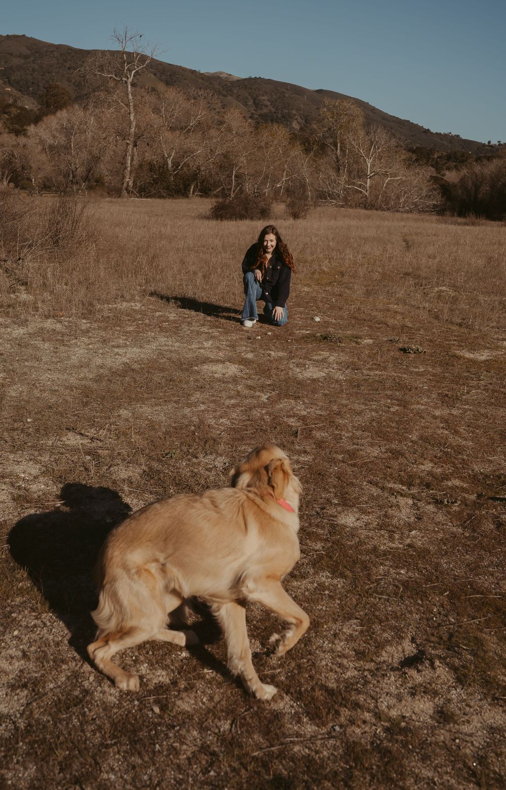 A Golden Retriever plays in a brown field with mountains in the background on an autumn afternoon.