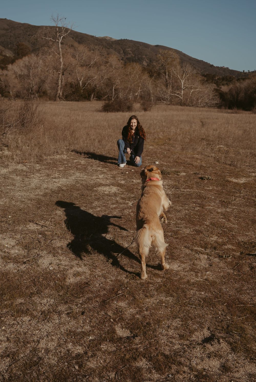 A golden retriever dog stands on brown grass with hills and bare trees in the background on a sunny day.