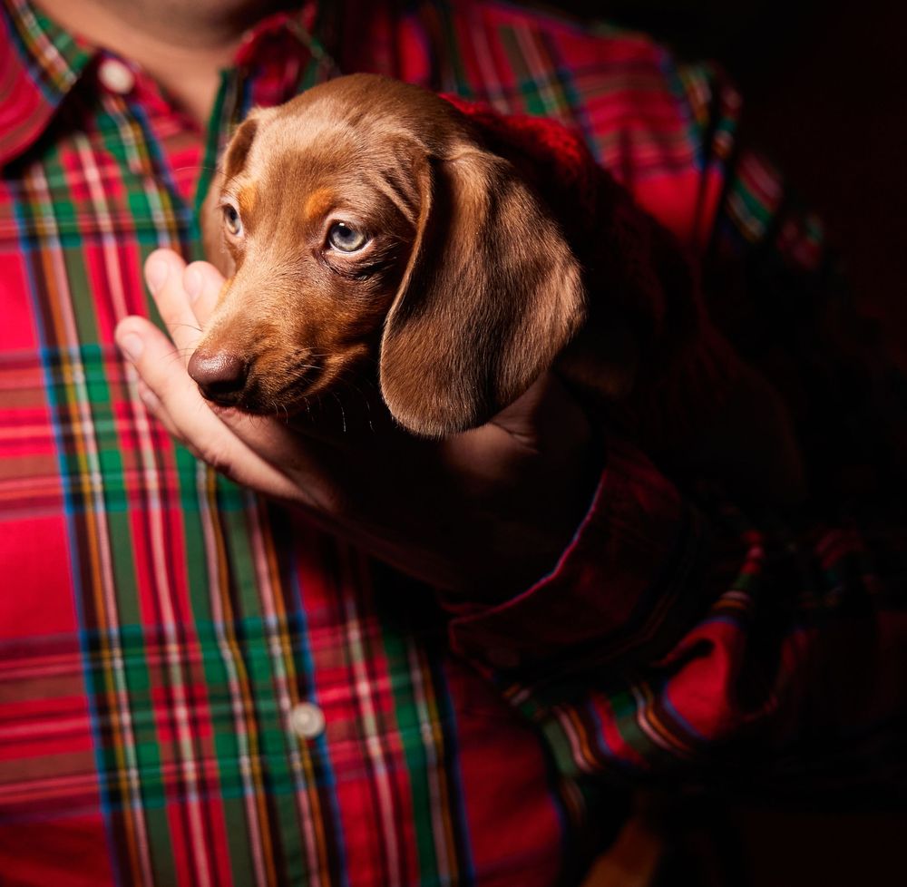 Finger lakes pet photographer, Ithaca pet photographer, pet portraiture, pet photography, animal photography, chocolate lab, puppy love