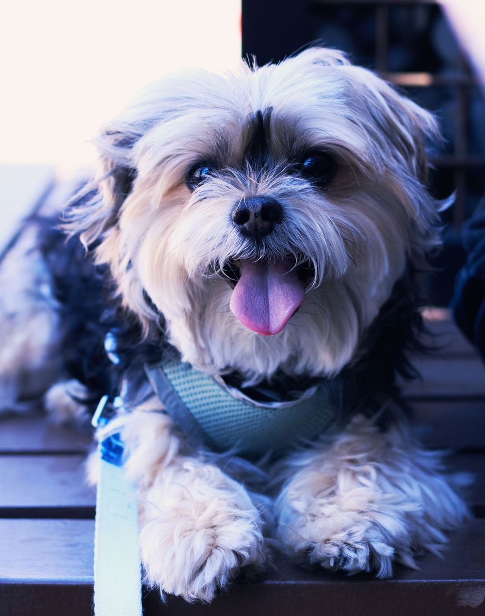 Ithaca NY pet photographer, Finger Lakes pet photographer, Cat photographer Ithaca NY, Professional pet photography Ithaca