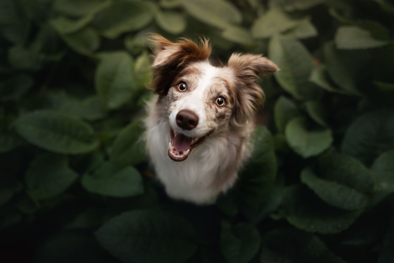 A brown puppy with fluffy fur sits alertly on a fallen log in a misty green forest setting.