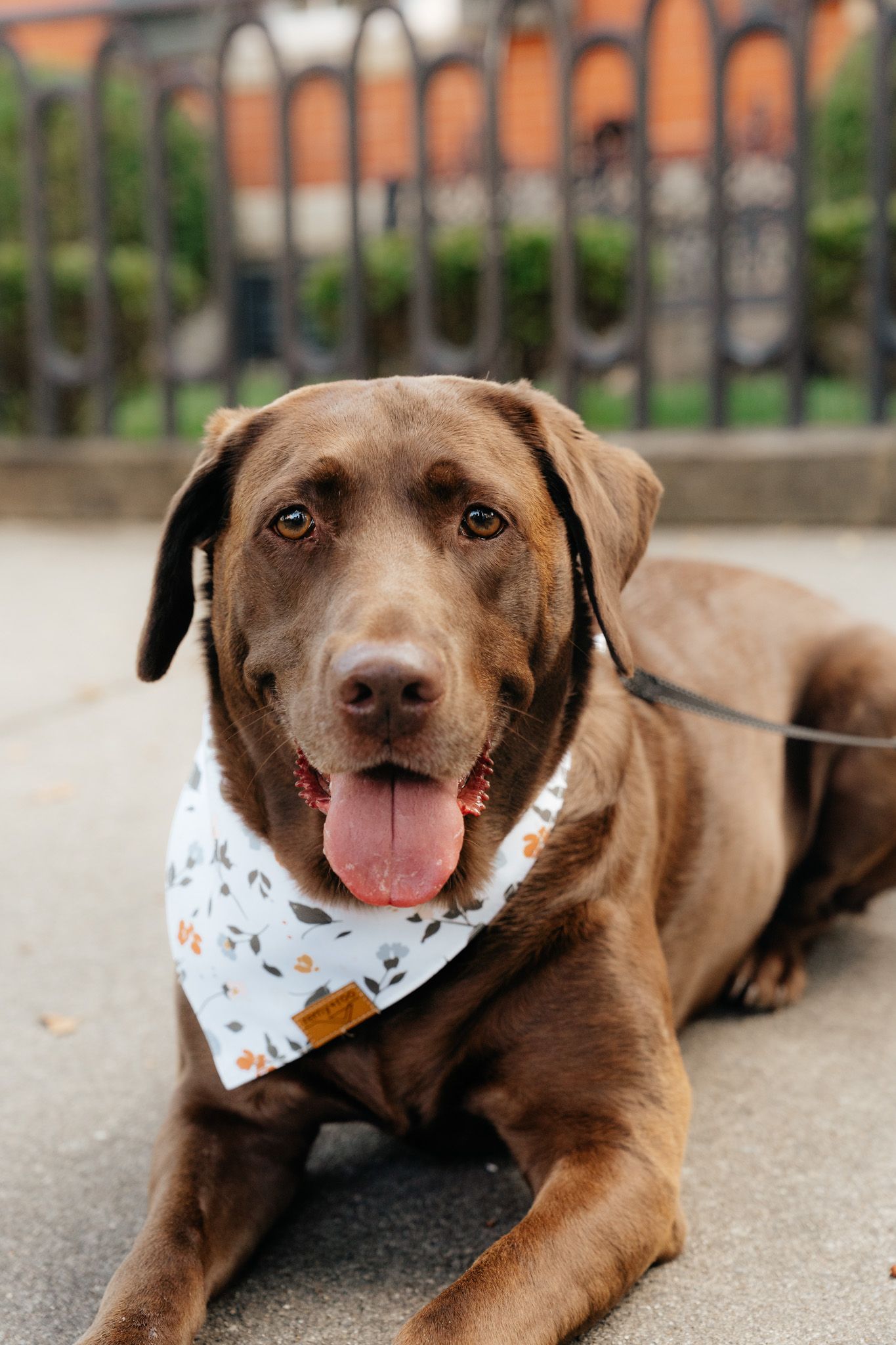 A chocolate Labrador retriever wearing a white patterned bandana lies on a paved surface near a metal fence.