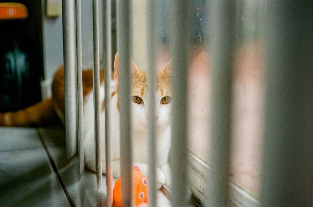 An orange and white cat peering through window blinds.