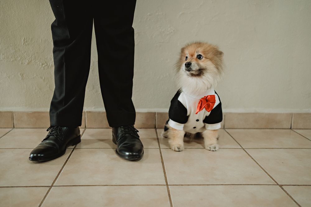 The family pet dressed elegantly for the wedding, capturing a special guest