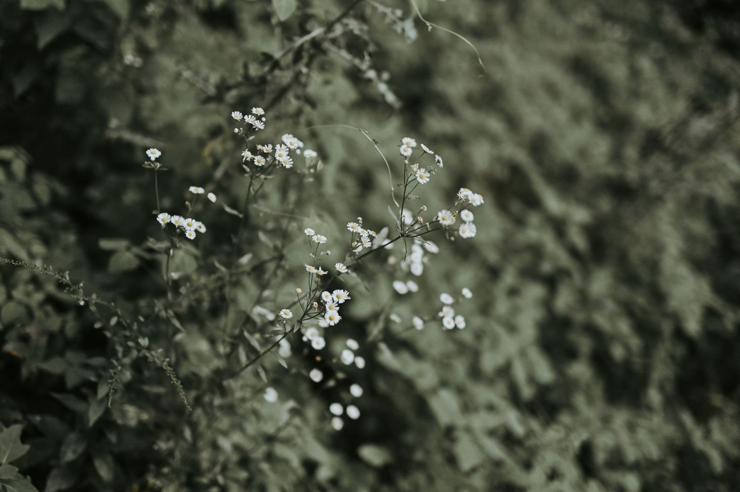 Close-up of delicate white wildflowers blooming on green leafy branches in a moody, desaturated outdoor setting.