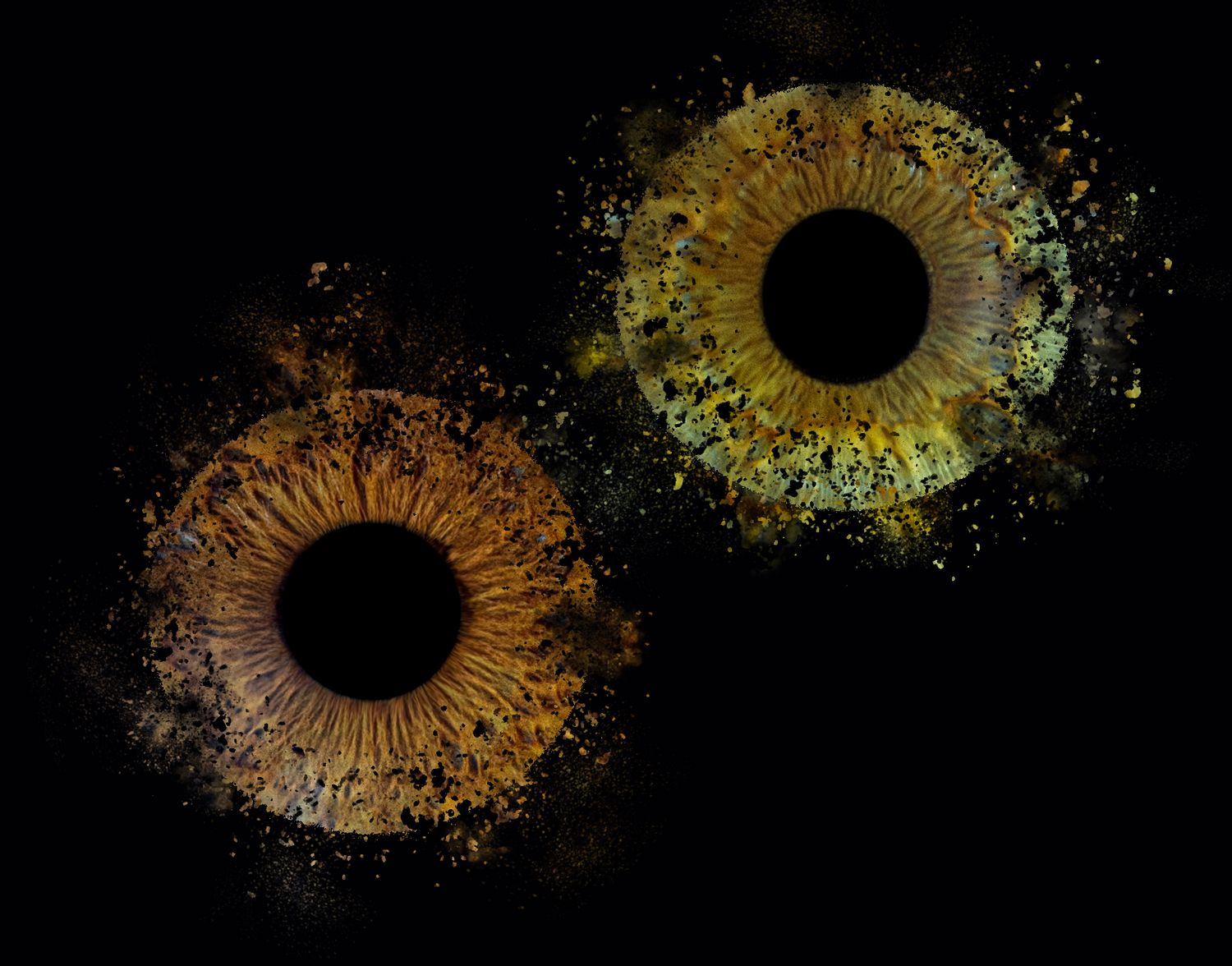 oeil portrait photo animaux couple