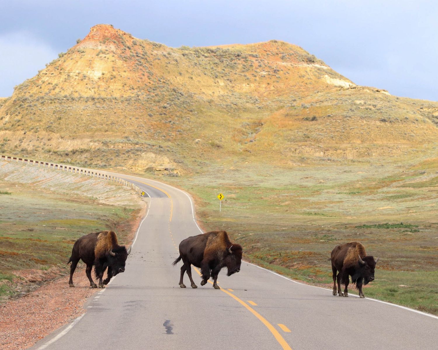 Three bison running across the road in Theodore Roosevelt National Park.