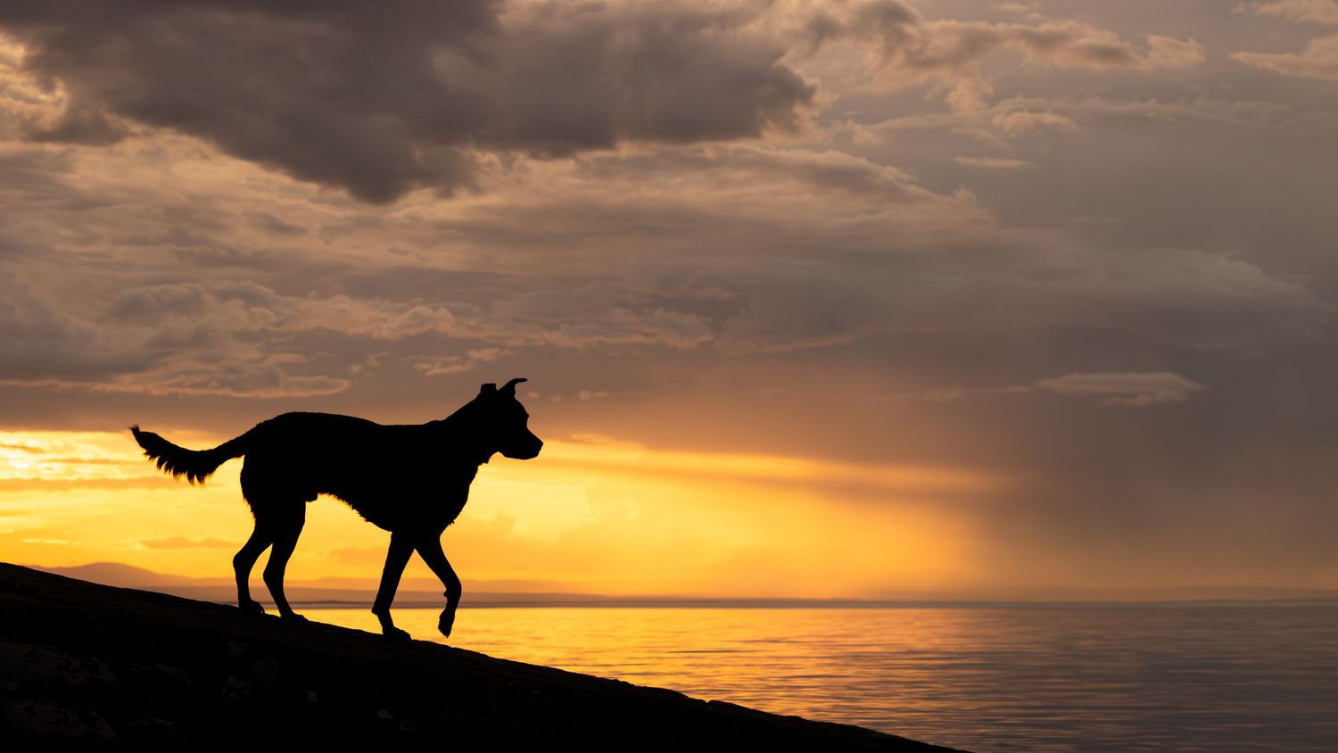 Silhouette of dog at sunset