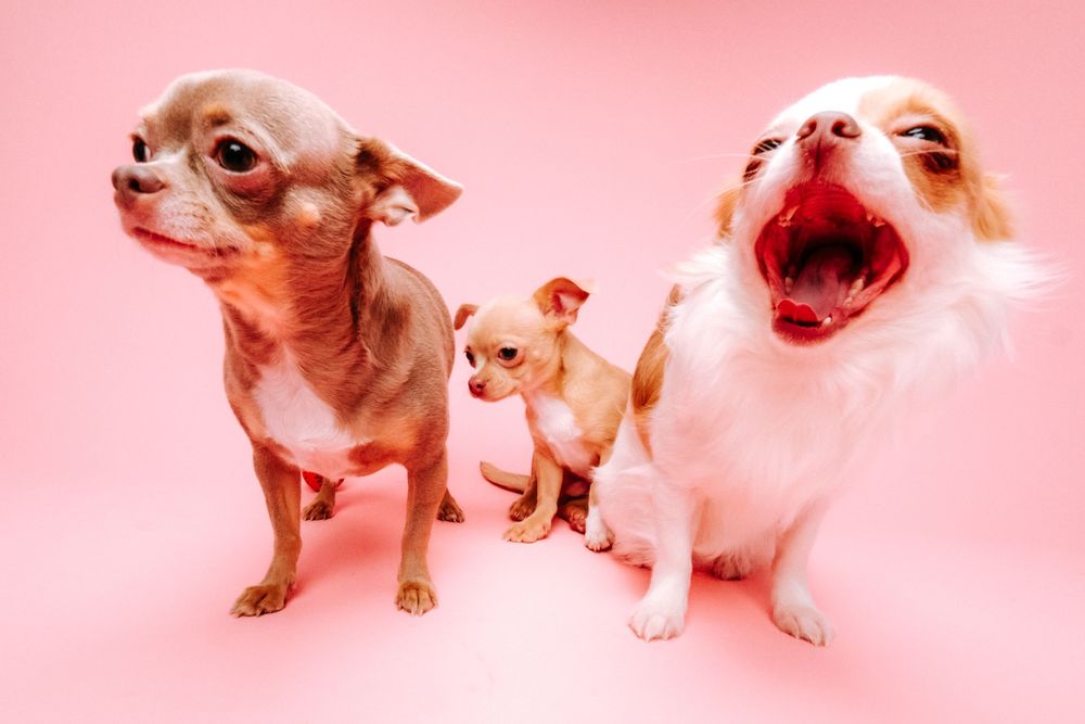 fotógrafo mascotas gran canaria, fotógrafo perros las palmas, fotógrafo perros gran canaria, las palmas, fotógrafo mascotas Las Palmas