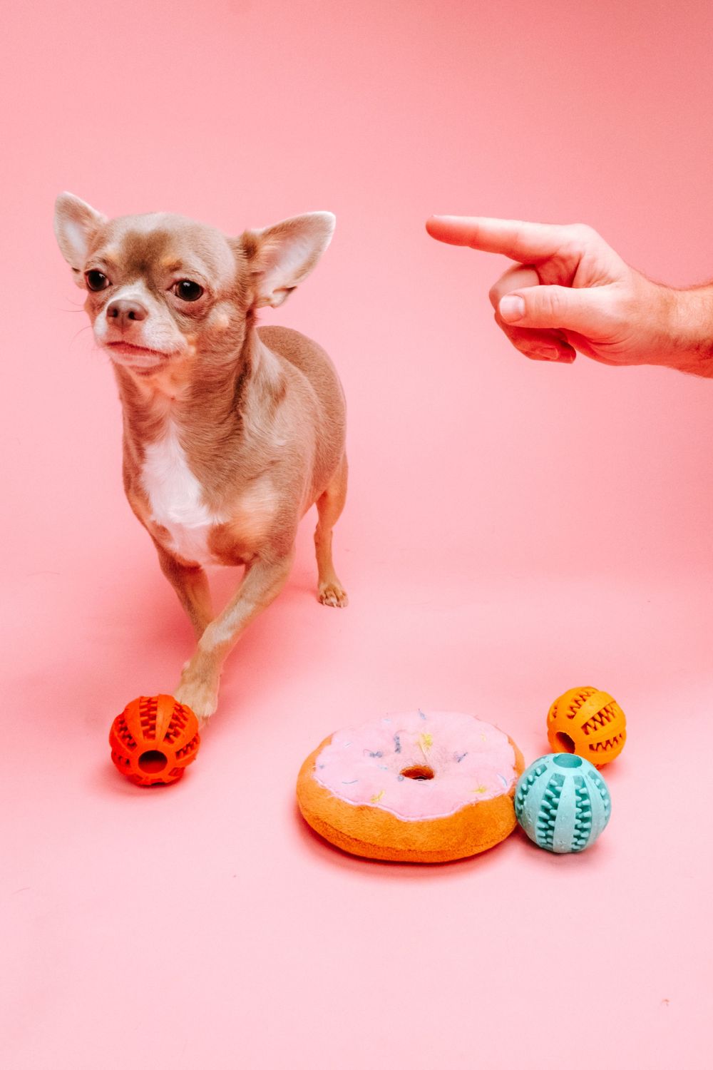 fotógrafo mascotas gran canaria, fotógrafo perros las palmas, fotógrafo perros gran canaria, las palmas, fotógrafo mascotas Las Palmas
