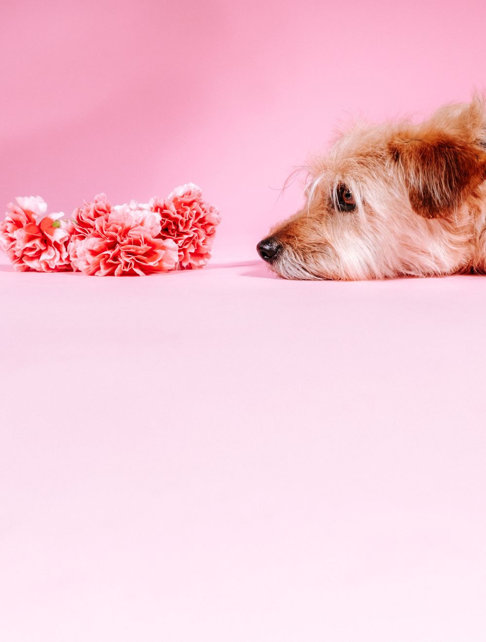 fotógrafo mascotas gran canaria, fotógrafo perros las palmas, fotógrafo perros gran canaria, las palmas, fotógrafo mascotas Las Palmas