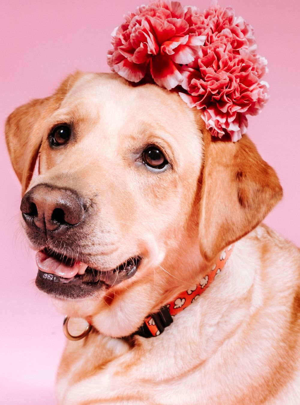 fotógrafo mascotas gran canaria, fotógrafo perros las palmas, fotógrafo perros gran canaria, las palmas, fotógrafo mascotas Las Palmas