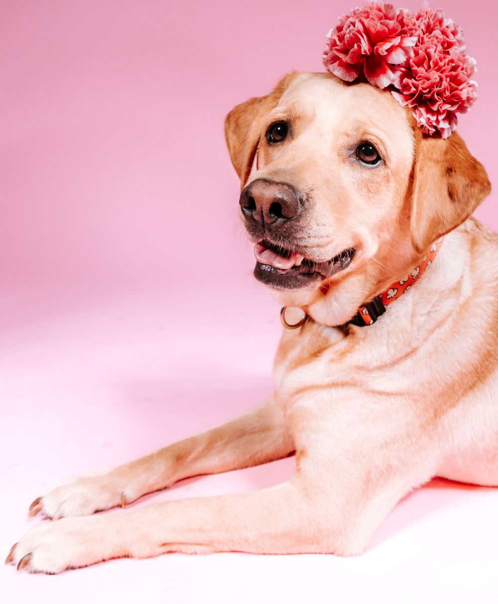 fotógrafo mascotas gran canaria, fotógrafo perros las palmas, fotógrafo perros gran canaria, las palmas, fotógrafo mascotas Las Palmas