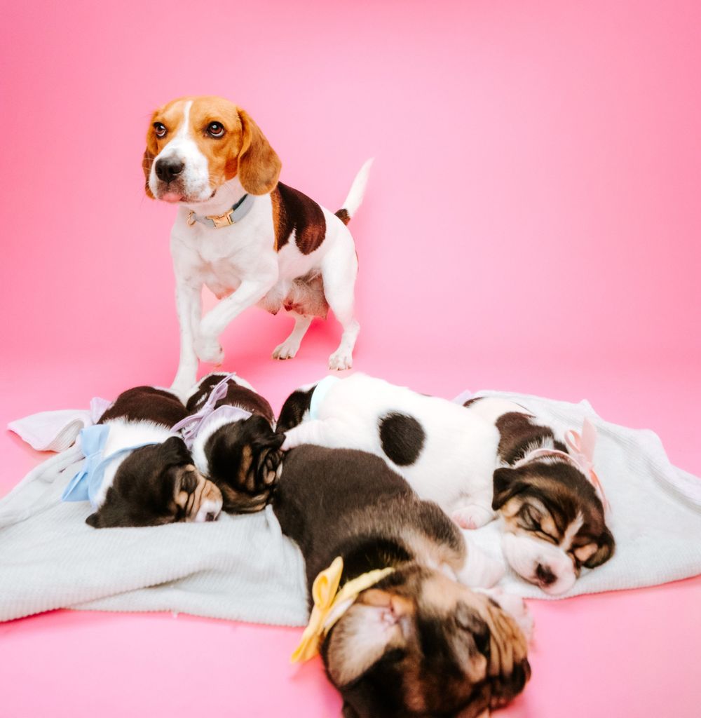 fotógrafo mascotas gran canaria, fotógrafo perros las palmas, fotógrafo perros gran canaria, las palmas, fotógrafo mascotas Las Palmas