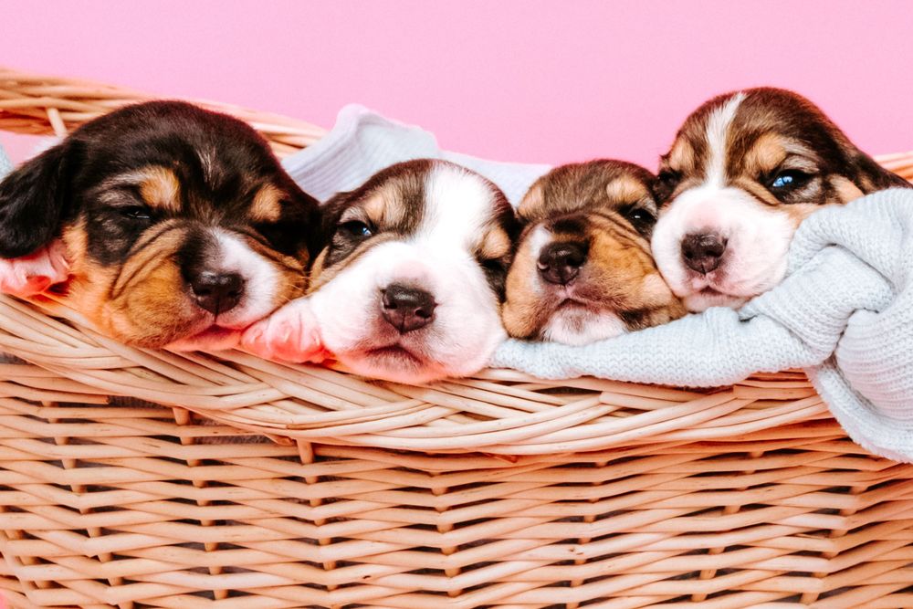 fotógrafo mascotas gran canaria, fotógrafo perros las palmas, fotógrafo perros gran canaria, las palmas, fotógrafo mascotas Las Palmas
