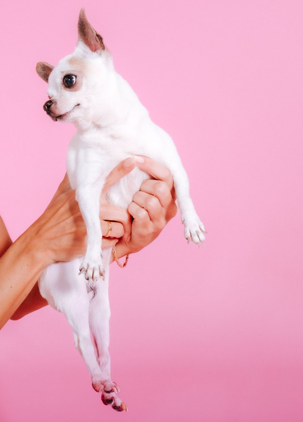 fotógrafo mascotas gran canaria, fotógrafo perros las palmas, fotógrafo perros gran canaria, las palmas, fotógrafo mascotas Las Palmas