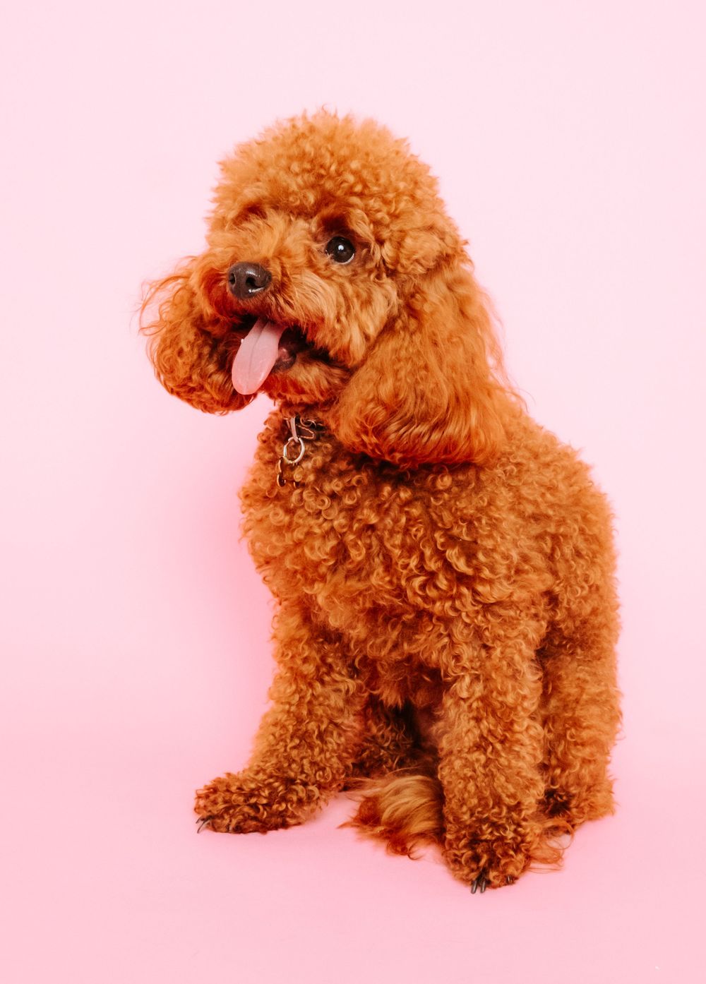 fotógrafo mascotas gran canaria, fotógrafo perros las palmas, fotógrafo perros gran canaria, las palmas, fotógrafo mascotas Las Palmas