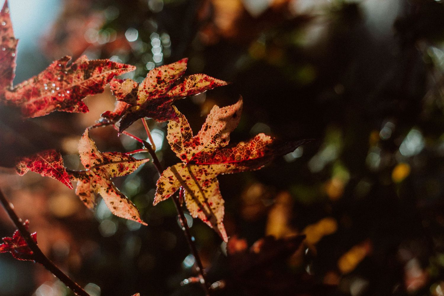 autumn leaf