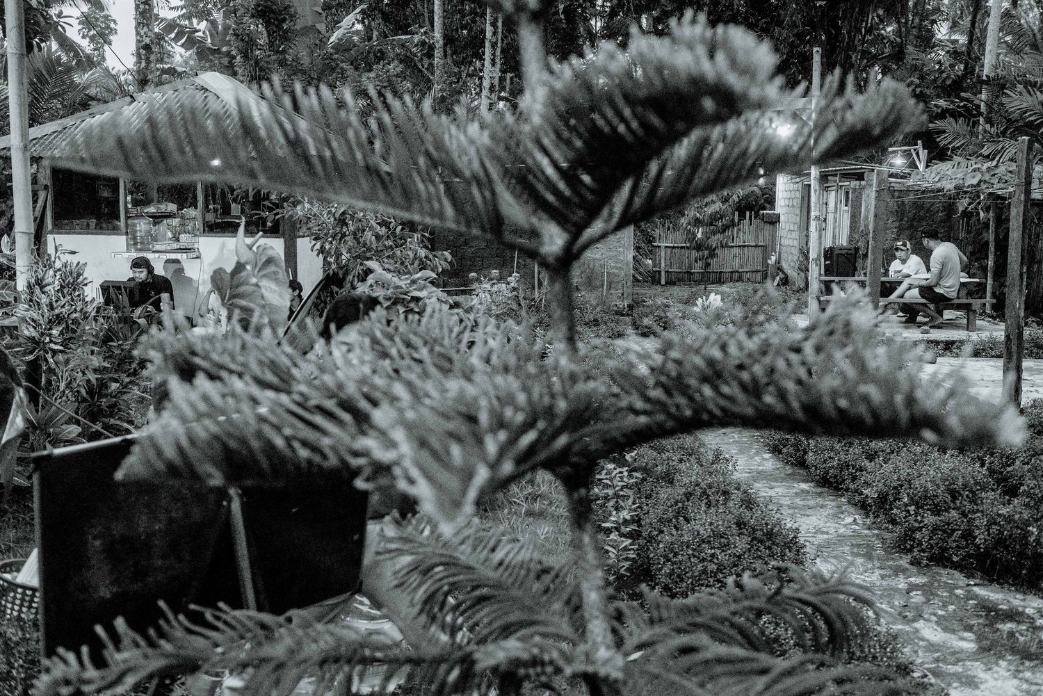 Black and white photograph of tropical palm fronds and ferns in a lush garden setting.