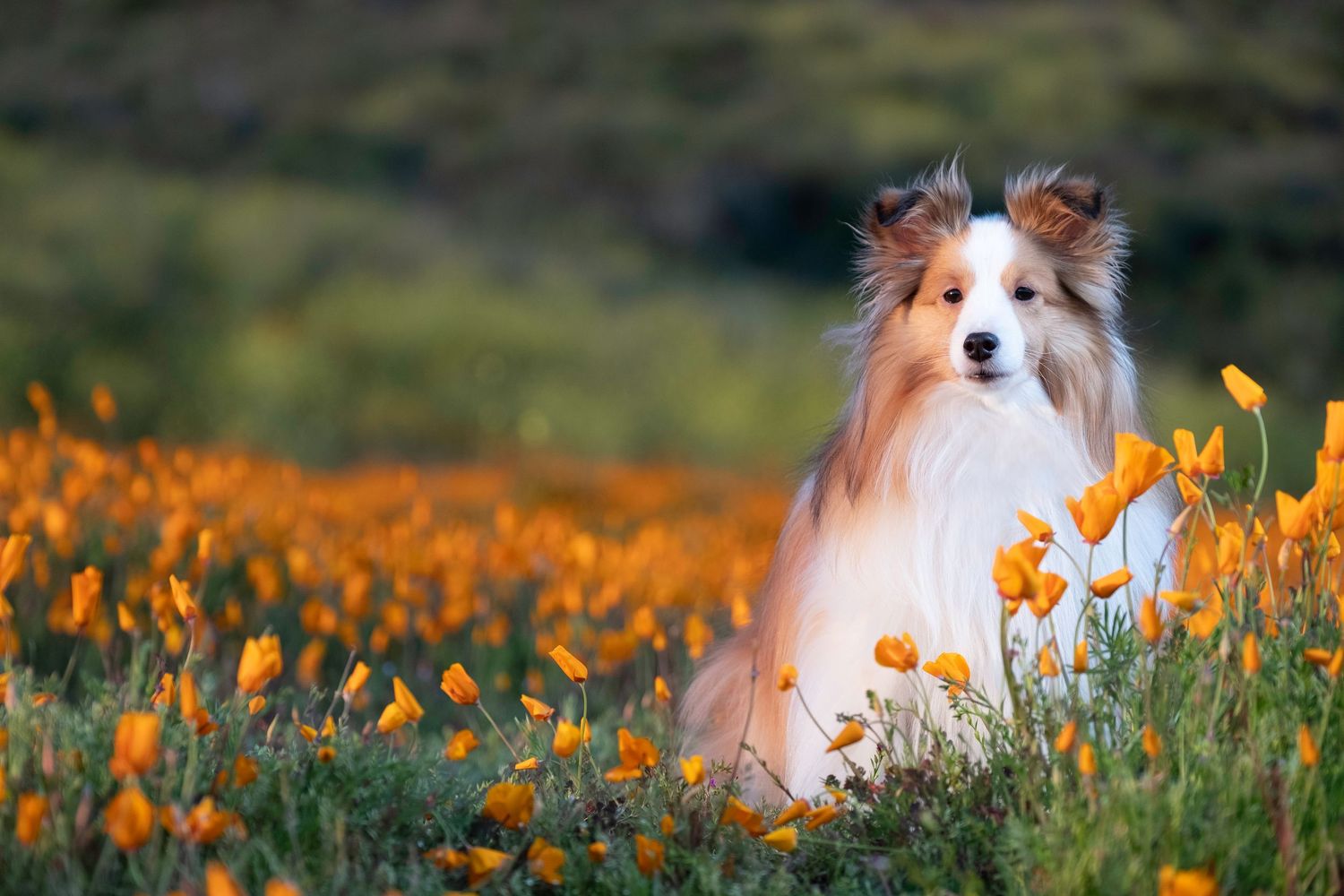 A Shetland Sheepdog sits among vibrant orange California poppies in a lush spring meadow.