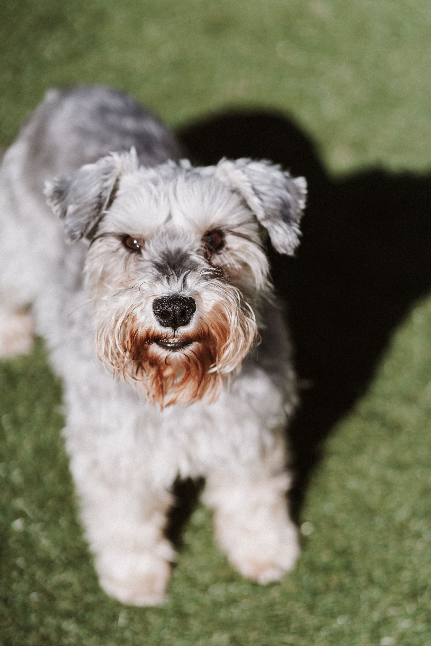 A small white Miniature Schnauzer dog with gray fur and a scruffy beard lying on green grass.