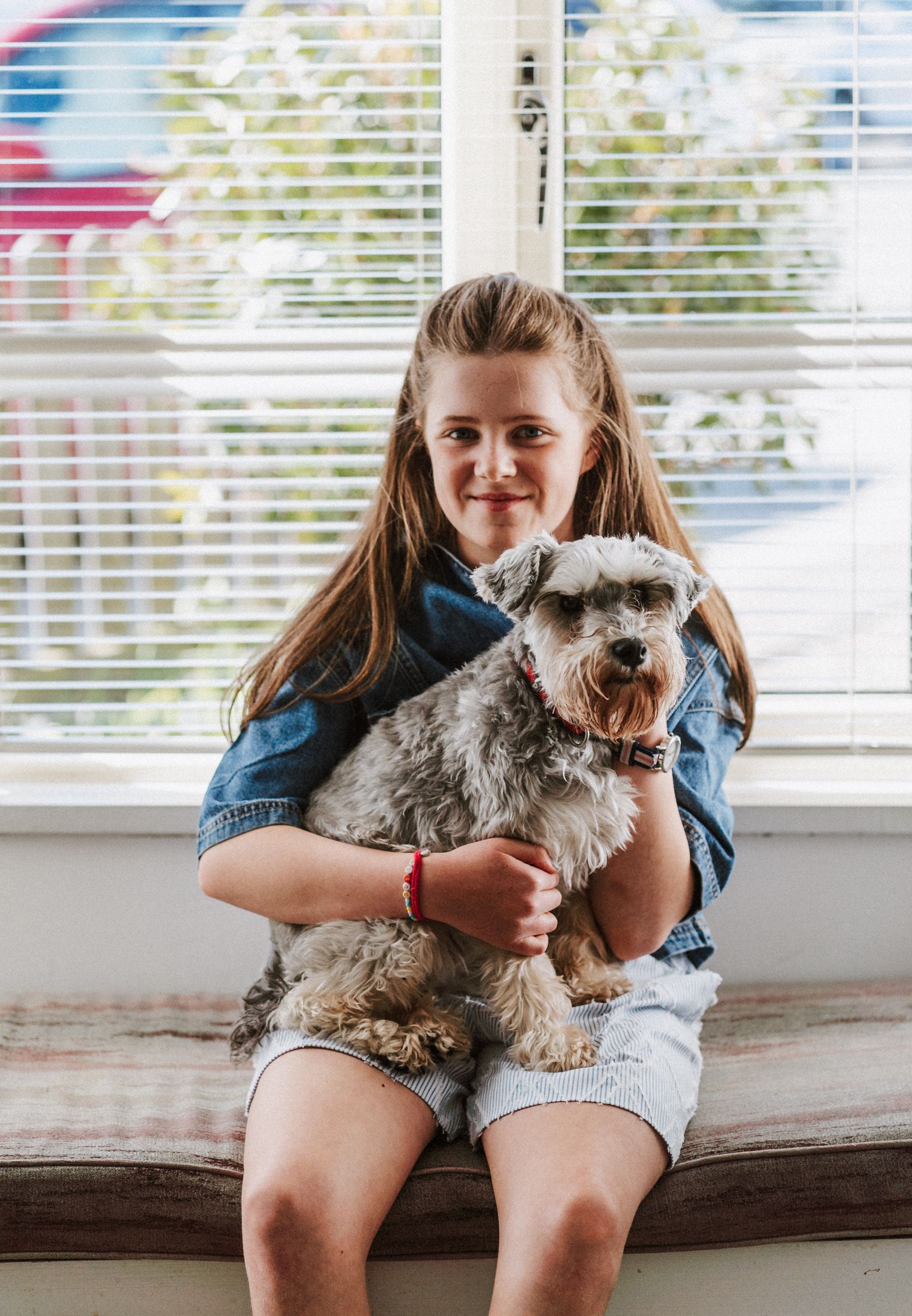 A small grey dog sits on someone's lap near a bright window in a casual indoor setting.