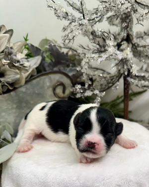 A newborn black and white puppy sleeping on a white blanket, photographed from different angles.