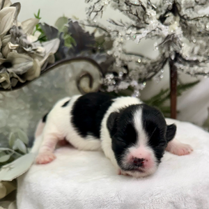 A newborn border collie puppy with black and white fur sleeping on a white blanket.