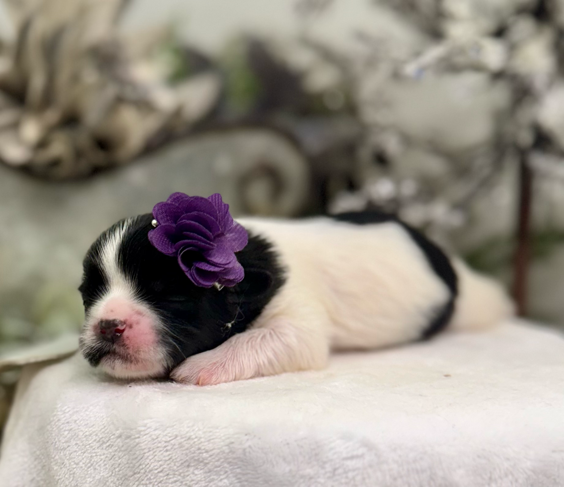 A series of newborn puppies wearing purple bows sleeping peacefully on a white blanket.